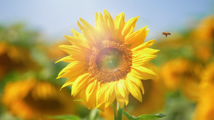 向日葵阳光自然花海蜜蜂采蜜向日葵花瓣开花