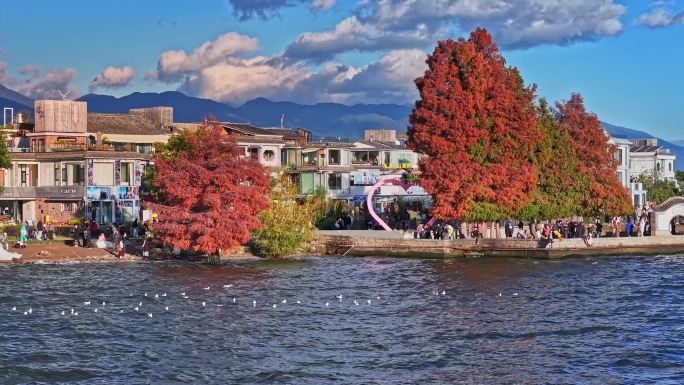 云南大理洱海龙龛码头海鸥红杉树日出航拍