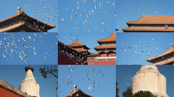 鸽子飞翔天空飞鸟和平鸽北京故宫鸽子