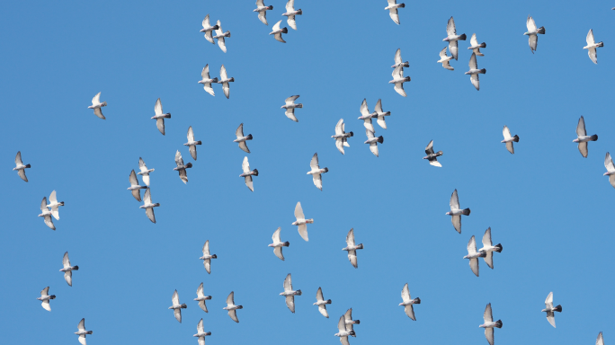 鸽子飞翔天空飞鸟和平鸽北京故宫鸽子