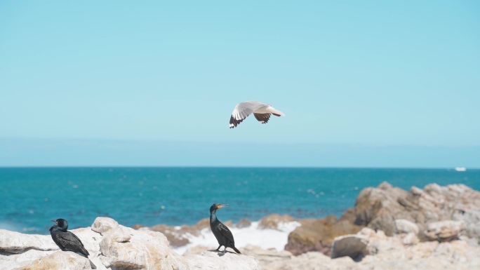 慢动作，白色海鸥降落在岩石上鸬鹚巢穴旁边