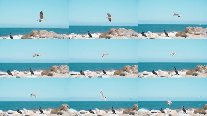 慢动作，白色海鸥降落在岩石上鸬鹚巢穴旁边