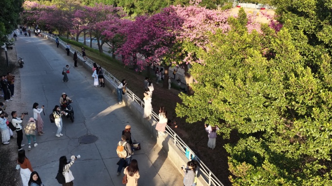 河边粉花树景观视频
