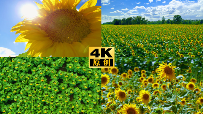 金色向日葵田 大气向日葵花海 逆光向日葵