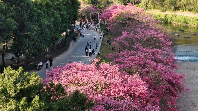 河边粉花树景观视频