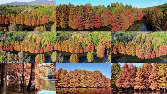 南京钟山风景区明孝陵落羽杉秋景航拍高清