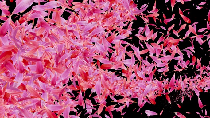 花瓣带通道转场8