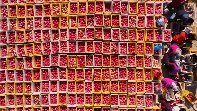 果农忙碌苹果装箱场景