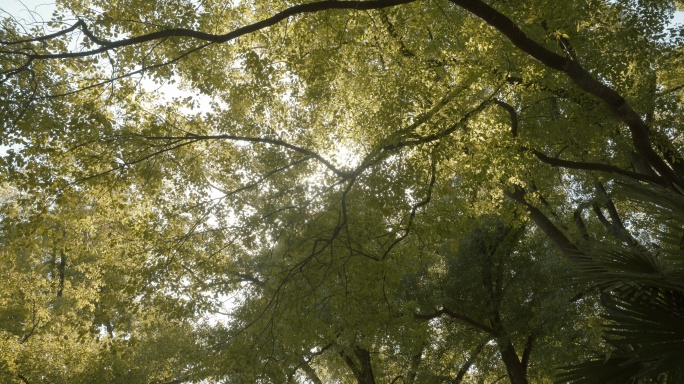 【8K】参天古树树干纹理特写