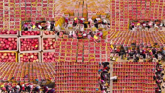 果农忙碌苹果装箱场景