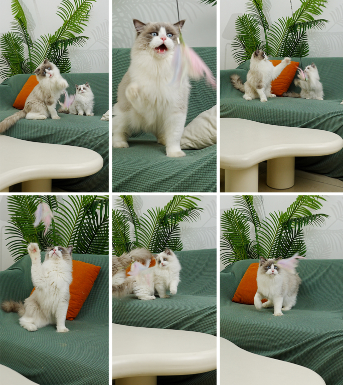 猫咪宠物逗猫布偶猫玩逗猫棒猫捕猎猫咪玩耍