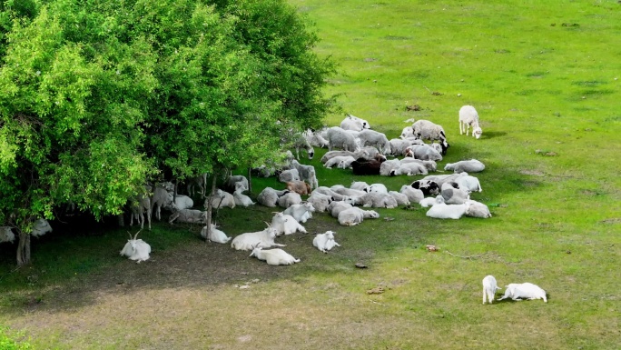 绿色牧场羊群成群（呼伦贝尔）