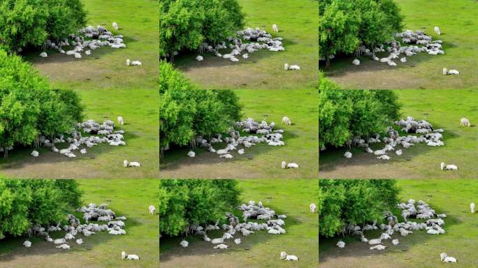 绿色牧场羊群成群（呼伦贝尔）