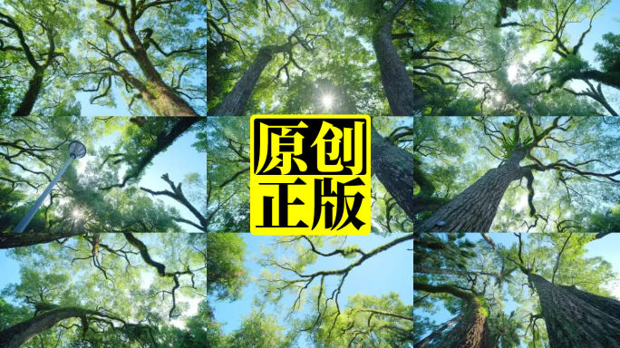 仰视仰拍仰望香樟树林森林大树枝叶交错树荫