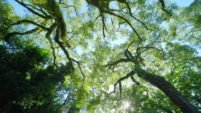 仰视仰拍仰望香樟树林森林大树枝叶交错树荫