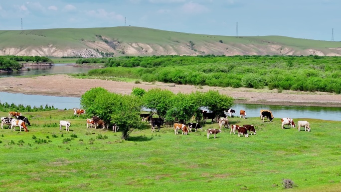河畔草原牛群觅食（呼伦贝尔）
