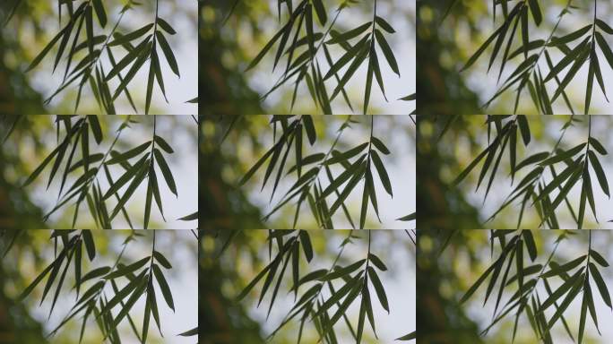 秋天的竹林竹子竹叶特写意境9