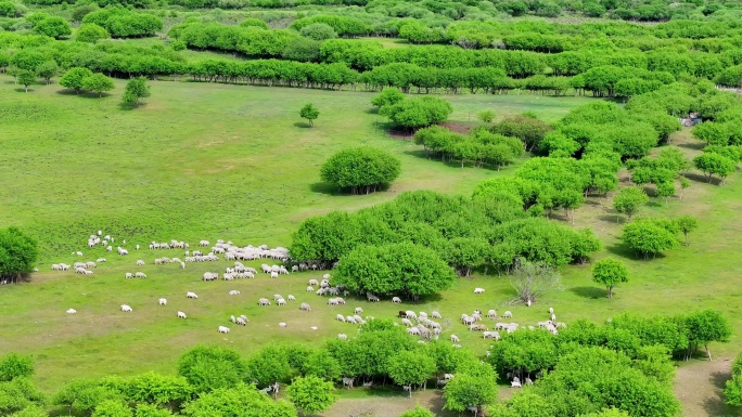绿色牧场羊群成群（呼伦贝尔）