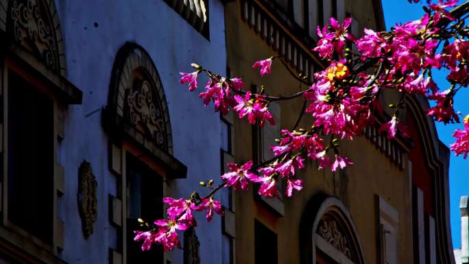 晴朗天建筑花卉特写