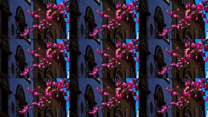 晴朗天建筑花卉特写