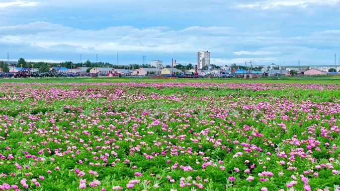 粉色芍药花海航拍（呼伦贝尔）