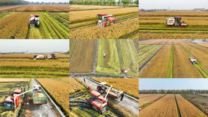 水稻丰收 稻水稻机械化 水稻收割机