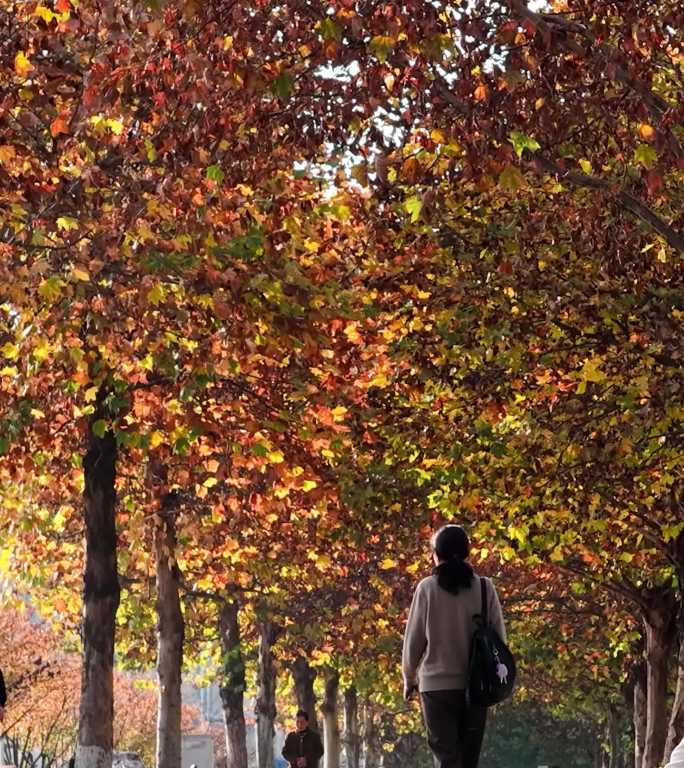 【竖屏】四川内江梧桐大道秋色城市落叶街景