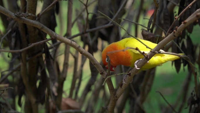 黄鹦鹉枝头活动特写