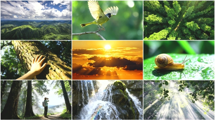 水森林大自然自然雨林风景水滴水雨滴瀑布水