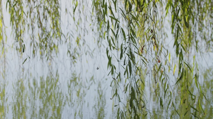 秋天湖面垂柳柳枝入水与水面倒影2