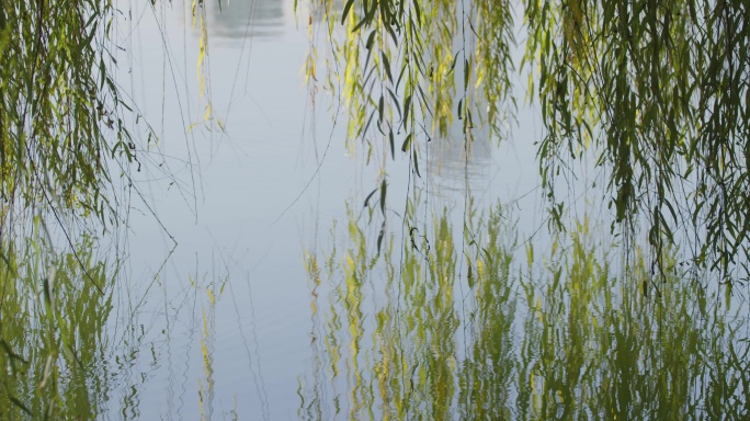 秋天湖面垂柳柳枝入水与水面倒影3