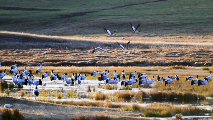 云南大山包黑颈鹤高原仙鹤候鸟越冬湿地生态