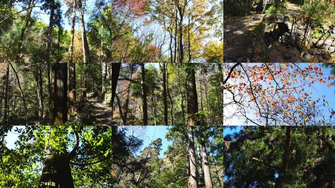 参天古木自然景观