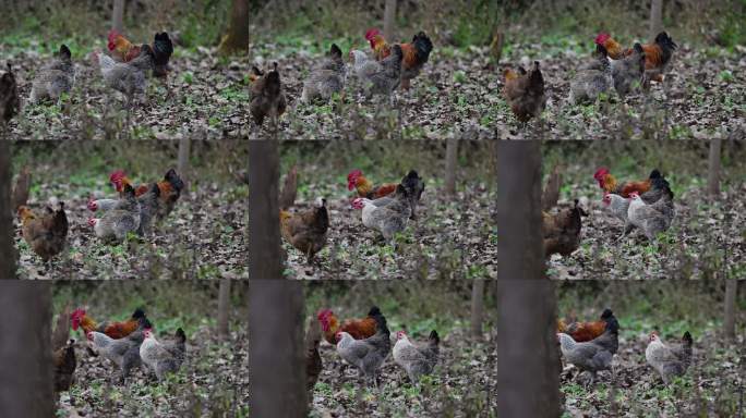 山村放养的土鸡山林散养土鸡林间放养鸡