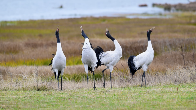 云南大山包黑颈鹤高原仙鹤候鸟越冬湿地生态