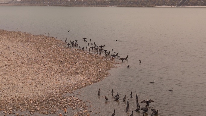 日出时刻飞鸟群集河面风光