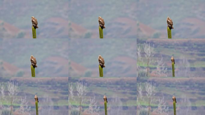 喜山鵟雄鹰老鹰猛禽山野孤鹰静立远眺