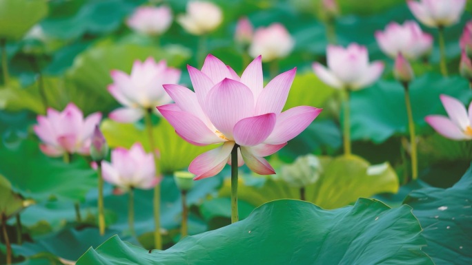 《莲花》-李玉刚