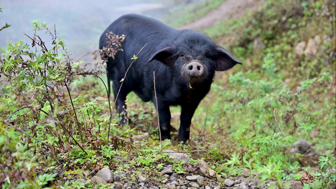 原生态放养黑猪跑山猪农家生态黑猪养殖