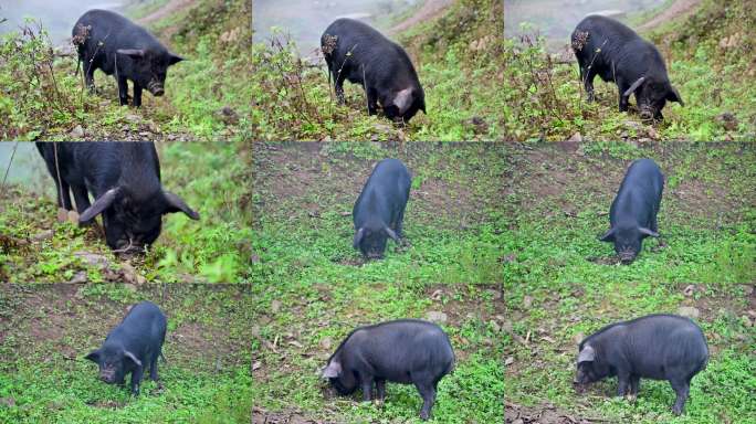 原生态放养黑猪跑山猪农家生态黑猪养殖