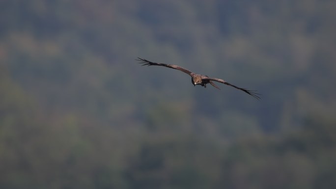 升格原始素材 雄鹰翱翔
