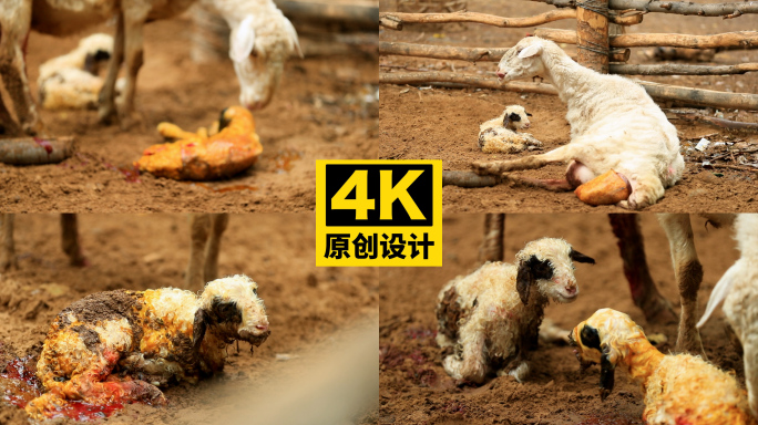 母羊分娩新生小羊过程