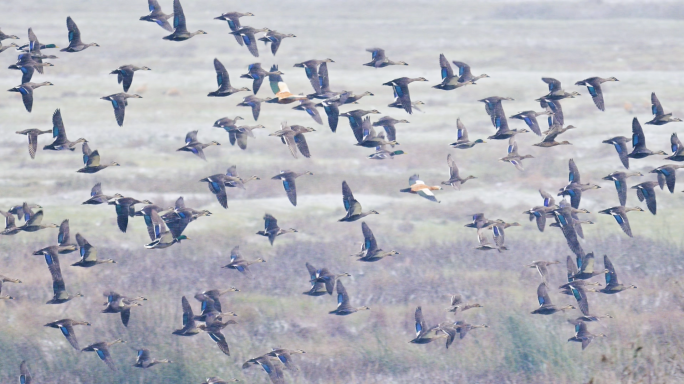 群鸟齐飞候鸟迁徙一群野鸭水鸭子绿头鸭