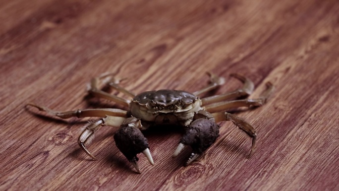 鲜活螃蟹木质桌面爬行