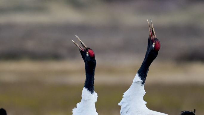 云南大山包黑颈鹤高原仙鹤候鸟越冬湿地生态