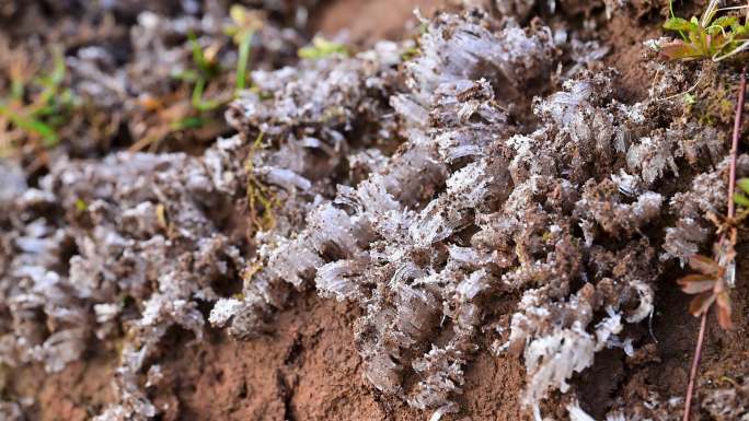 寒冷冬季霜花泥土里的冰凌冰霜