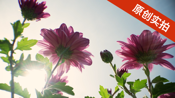逆光下的花朵菊花特殊视角穿越镜头