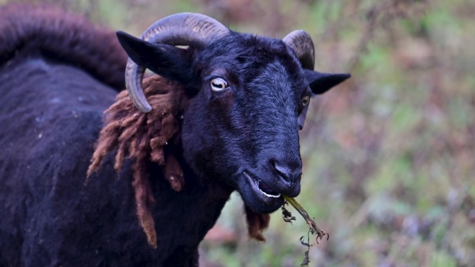 布托黑绵羊黑山羊