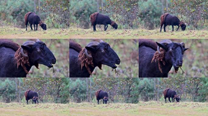布托黑绵羊黑山羊