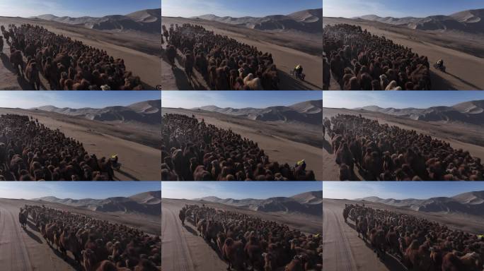 牧民摩托车引领骆驼群